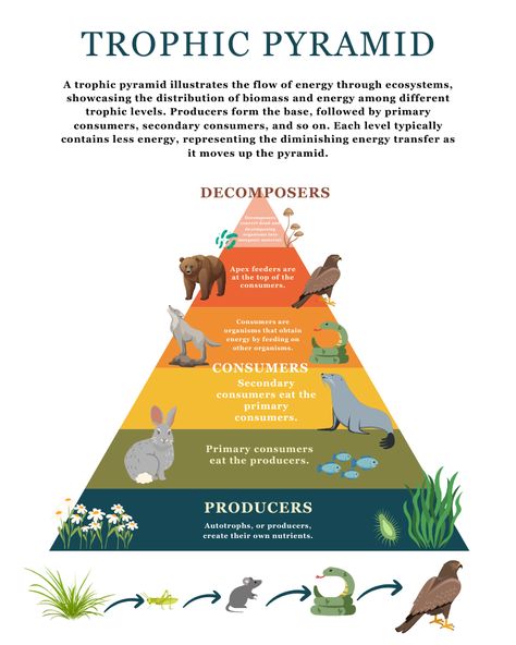 Excited to share the latest addition to my #etsy shop: Trophic Pyramid Poster, Food Web Poster, Educational Print, Montessori Classroom, Homeschool Decor, Classroom Decor, DIGITAL DOWNLOAD https://etsy.me/3TjyRsp #foodpyramid #trophicpyramid #trophic #foodweb #foodpyramidposter #trophicposter #biologyposter #foodpyramidprint #foodwebprint Trophic Levels Pyramid, Ecological Pyramid, Homeschool Materials, Biology Poster, Trophic Level, Classroom Homeschool, Poster Food, Homeschool Decor, Montessori Homeschool