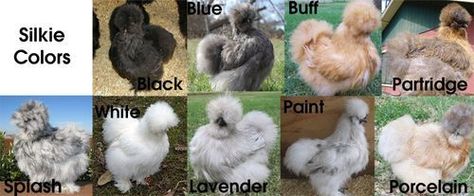 Chicken Genetics, Silkie Chickens Colors, Silkie Rooster, Chicken Coop Blueprints, Brahma Chicken, Chicken Coloring, Bantam Chickens, Fancy Chickens, Silkie Chickens