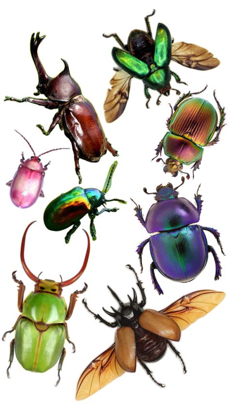 A collection of different types of beetles at different angles Entomology Illustration, Practicing Drawing, Beetle Art, Cool Bugs, Bug Art, Beautiful Bugs, Creepy Crawlies, Bugs And Insects, Love Bugs