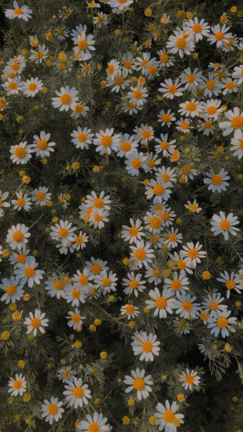 Chamomile Flowers Wallpaper, Chamomile Wallpaper Aesthetic, Margaritas Flores Aesthetic, Daisys Aesthic, Aditya Core, Daisy Background Aesthetic, Daisy Aesthetic Wallpapers, Chamomile Flowers Aesthetic, Margherita Core