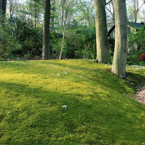 Evergreen Ground Cover for Shade – Moss Acres Moss Lawns, Grass Alternatives, Lawn Alternative, Moss Lawn, Grass Alternative, Sheet Moss, Cottage Vibes, Stone Garden Paths, Growing Moss