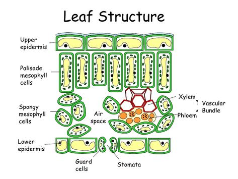 Epidermis | Definition, Anatomy and Function Leaf Structure And Function, Palisade Cell, Leaf Anatomy, Notes Illustration, Biology Jokes, Biology Drawing, Biology Diagrams, Biology Plants, Plants Drawing