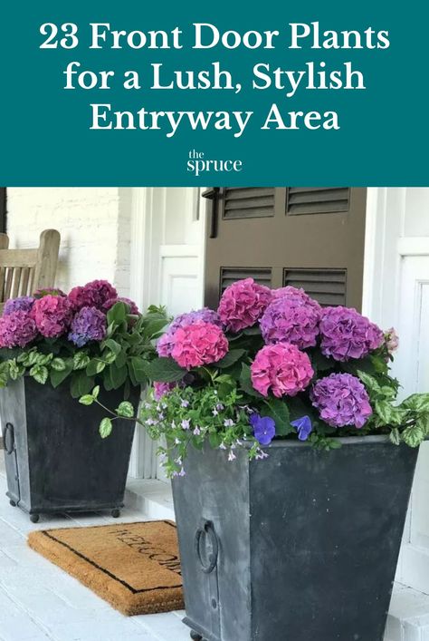 Make your entrance area more inviting with plants. Check out these ideas for plantings in containers or gardens to enliven your entryway. #curbappealideas #gardeningadvice #houseplanthacks #howtogrow #indoorflowers #plantparenttips #thespruce Hydrangea Planters, Front Door Plants, Front Door Planters, Hydrangea Potted, Door Planter, Ornamental Cabbage, Creeping Jenny, Climbing Vines, Large Planters