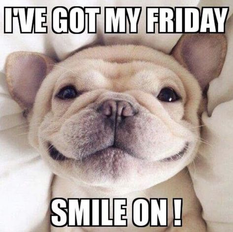 Celebrate the arrival of the weekend with these hilarious Friday memes. The end of the week is a perfect time to make someone laugh. #funny #memes #friday Tgif Meme, Friday Jokes, Happy Birthday Boss, Argumentative Essay Topics, Happy Memes, Friday Meme, Funny Friday Memes, 3d Camera, Weekday Quotes