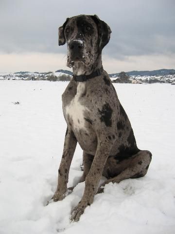 Blue merle Great Dane puppy at 4 months old. Merle Great Danes, Cute Dog Costumes, Apartment Dogs, Dane Puppies, Great Dane Puppy, Dane Dog, Giant Dogs, Great Danes, Great Dane Dogs