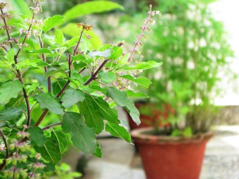 Tulasi Plant, Tulsi Plant, Plant Benefits, History Of India, Unity In Diversity, Holy Basil, Visit Website, Medicinal Herbs, Balcony Garden