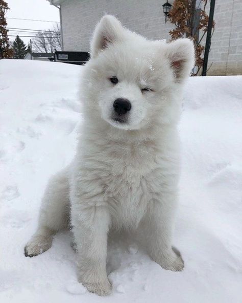 Samoyed Puppy, Samoyed Dogs, Dream Dog, Very Cute Dogs, Really Cute Dogs, Family Dog, Fluffy Dogs, Cute Animals Images, Cute Pet