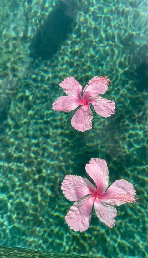 Summer Flower Backgrounds Iphone, Flowers In Water Background, Wallpaper For Summer Iphone, Summer Vibes Wallpaper Aesthetic, Summer Water Aesthetic, Wallpaper Backgrounds Summer Aesthetic, Tropical Lockscreen, Spring Asthetics Photos, Summer Wallpaper Flowers