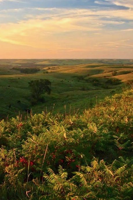 Konza Prairie | Kansas Kansas Photography, Kansas Landscape, Landscape Photography Beach, Kansas Day, Prairie Landscape, Beautiful America, Flint Hills, Mountain Landscape Photography, Landscape Images