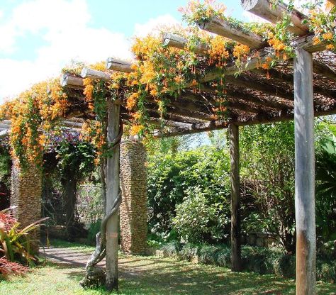 Pergola With Flowering Vines, Grape Vine Trellis For Shade, Vine Covered Pergola, Vine Walkway, Vine Roof, Pergola With Vines, Vine Canopy, Vine Pergola, Pergola Flowers