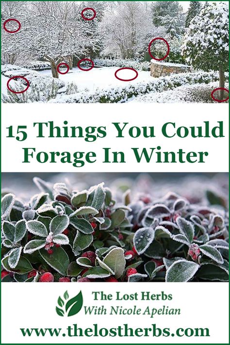 Winter Foraging Pnw, Winter Foraging, Winter Heath, Survival Homestead, Ginseng Plant, Urban Foraging, Medicinal Wild Plants, Indoor Herbs, Food Foraging