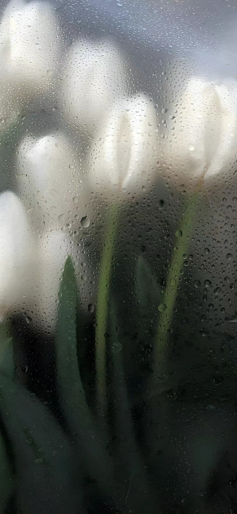 Hydrangea Lockscreen, Rainy Flower Wallpaper, Wet Flowers Wallpaper, White Tulips Wallpaper, Flowers With Water Drops, Ipad Background Aesthetic, Tulips Wallpaper, Wet Flowers, Rainy Wallpaper