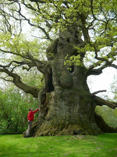 Weird Trees, Magical Tree, Kent Uk, Giant Tree, Large Tree, Nature Life, Old Trees, Ancient Tree, Unique Trees