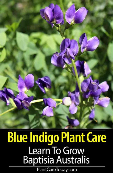 Blue Indigo plant (Baptisia australis) blossoms are in-depth blue or purple and appear on tall flower spikes, blooms for about six weeks in spring early summer [DETAILS] Blue Indigo Plant, False Indigo Plant, Baptisia Plant, Kansas Landscape, Baptisia Australis, White Flowering Plants, Water Wise Plants, Texas Landscape, Indigo Flower