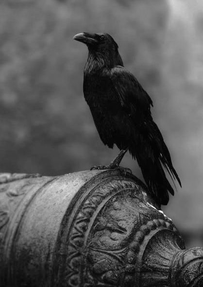 Willy Ronis, Quoth The Raven, 그림 낙서, Yennefer Of Vengerberg, Jackdaw, Crows Ravens, The Crow, Kung Fu Panda, Foto Art