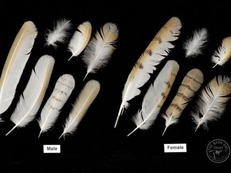 Sexing Barn Owls Feathers Feather Identification, Owl Feathers, Owl Facts, Hawk Feathers, Owl Costume, Owl Feather, Bird Identification, Fun Facts About Animals, Barn Owls