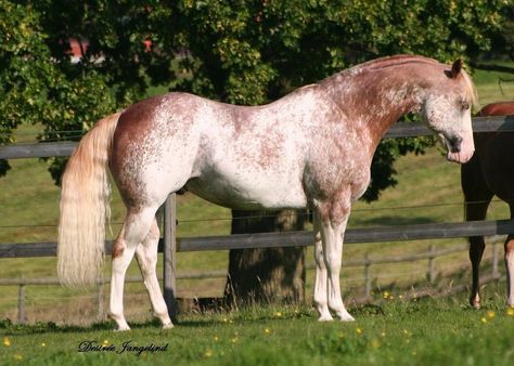 Strawberry roan paint Unusual Horse, Rare Horses, Horse Galloping, Paint Horse, Most Beautiful Horses, Appaloosa Horses, All The Pretty Horses, Horse Designs, White Horses