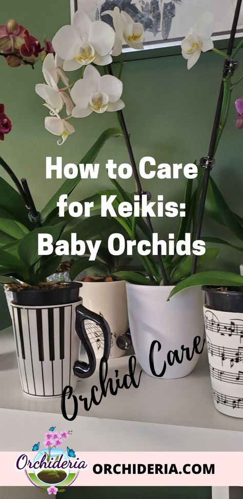 Orchid Keiki Care, Keiki Orchid, Orchid Keiki, Jungle Reference, Transplanting Orchids, Orchid Propagation, Baby Orchid, Indoor Orchids, Orchid Fertilizer