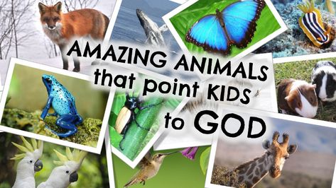 Amazing Animals that Point Kids to God God Made The Animals Craft Preschool, God Created Animals Craft, Animals In The Bible, Mammals Activities, Animal Facts For Kids, Animal Crafts Preschool, Cousin Camp, Animal Lessons, Childrens Sermons