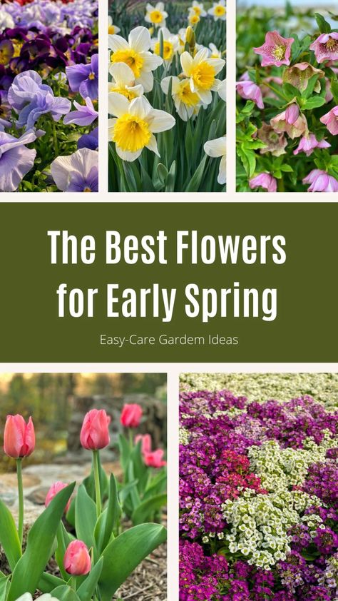 Early Spring Flowers Garden, Spring Flowers Garden Landscaping, Flowers That Bloom In Spring, Flowers To Plant In Spring, March Gardening, Modern Garden Landscape, Accessible Gardening, Development Psychology, Spring Garden Ideas