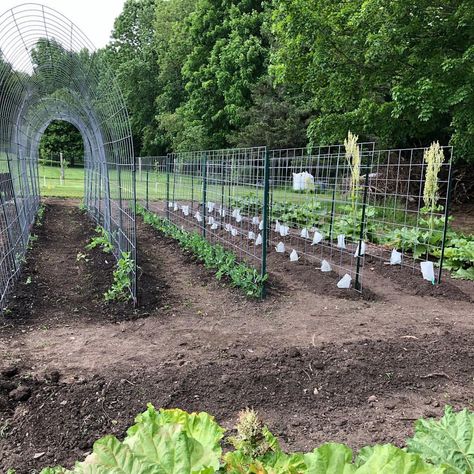 Lisa Catalano | Cattle fencing works so great in your garden for peas, pole beans and cucumber vines. It’s sturdy and very inexpensive! 🌱🌱🌱… | Instagram Pea Fence Ideas, Cattle Fencing Ideas, Veggie Garden Fence, Cattle Fencing, Peas Garden, Grow House, Spring Gardening, Pole Beans, Growing Veggies