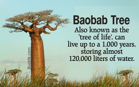 34 Facts about Baobab Trees Africa Activities, Facts About Trees, Australia Culture, Angola Africa, Articles For Kids, Tree Deck, African Savanna, Tree Project, Tree Fort