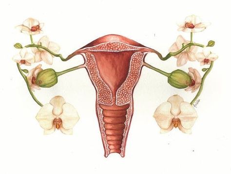 Pregnancy Art, Menstrual Art, Nurse Art, Menstruation Art, Grece Antique, Doula Art, Floral Anatomy, Forms In Nature, Cycle Art