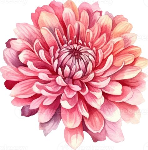 Pink Flower Chrysanthemum Watercolor. AI Generated Chrysanthemum Watercolor, Flower Chrysanthemum, Peony Drawing, Pink Png, Digital Flowers, Painting Art Projects, Chrysanthemum, Botanical Illustration, Painting Projects