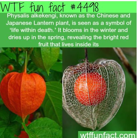 Funny Weird Facts, Lantern Plant, Japanese Lantern, Chinese Lantern, Wow Facts, Life Symbol, Red Fruit, Back To Nature, The More You Know