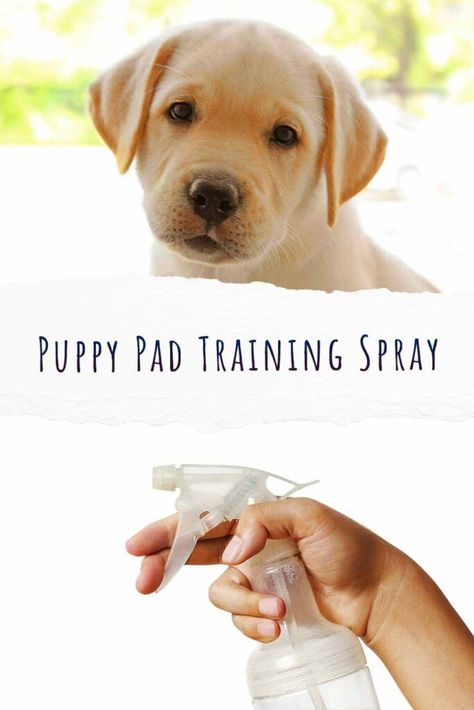 Pee Pad Training Puppies Dogs, Puppy Pad Training Tips, Indoor Dog Potty Diy, Dog Potty Diy, Indoor Dog Potty, Puppy Cage, Puppy Pens, Train Dog, Puppy Litter