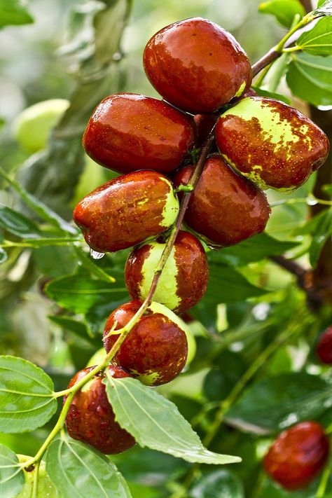 Jujube Tree, Jujube Fruit, Dates Tree, Fruit Seeds, Beautiful Fruits, Fruit Tree, Fruit Garden, Healing Herbs, The Fruit