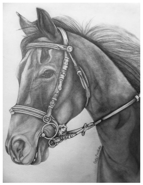 the horse portrait Study Artwork, Horse Art Drawing, Graphite Art, Pencil Drawings Of Animals, Horse Sketch, Horse Illustration, Charcoal Drawings, Horse Portrait, Horse Drawing