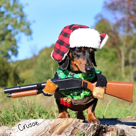 Weiner Dog Costume, Weiner Dog Humor, Crusoe The Celebrity Dachshund, Dog Costumes Funny, Celebrity Dogs, Dachshund Funny, Hunting Dog, Funny Dachshund, Weenie Dogs