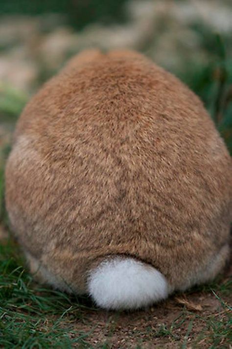 bunny tail! Bunny Butts, Bunny Cottage, Cottontail Rabbit, Rabbit Tail, Fluffy Bunny, Bunny Rabbits, Bunny Tail, Hamsters, Beatrix Potter