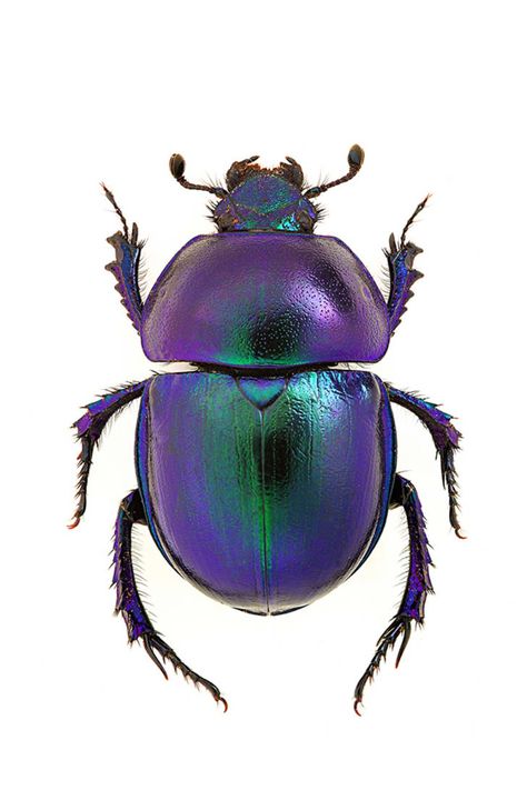 10 (Sometimes Surprising) Good Luck Charms From Around The World | Mental Floss Beetle Art, Cool Insects, Beetle Insect, Cool Bugs, Bug Art, Scarab Beetle, Beetle Bug, Beautiful Bugs, Creepy Crawlies