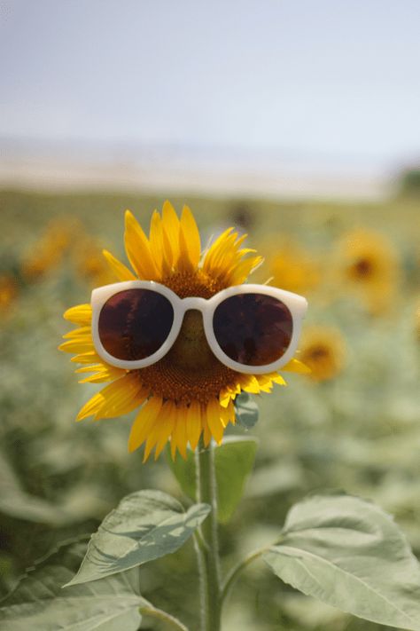 Summer Aesthetic Pictures, Summer Popsicles, Weather Seasons, Happy Pictures, Background Aesthetic, Happy Vibes, Yellow Aesthetic, Summer Feeling, Happy Summer