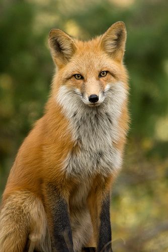 Red Fox by Tundra Winds Images by Donna Dannen                              … Fox Reference, Fox Photo, Red Foxes, Fox Images, Fox Animal, Fox Drawing, Fox Pictures, Foxes Photography, Animal Images