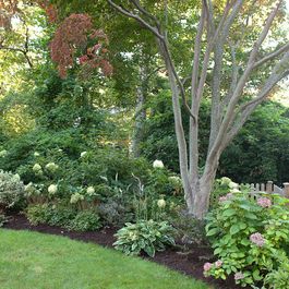 Crape Myrtle underplanting..this is perfect for a dogwood or prunus at end of garden Culdesac Landscaping, Corner Landscaping, Shade Tolerant Plants, Corner Garden, Desain Lanskap, Garden Shrubs, Home Landscaping, Traditional Landscape, Yard Design