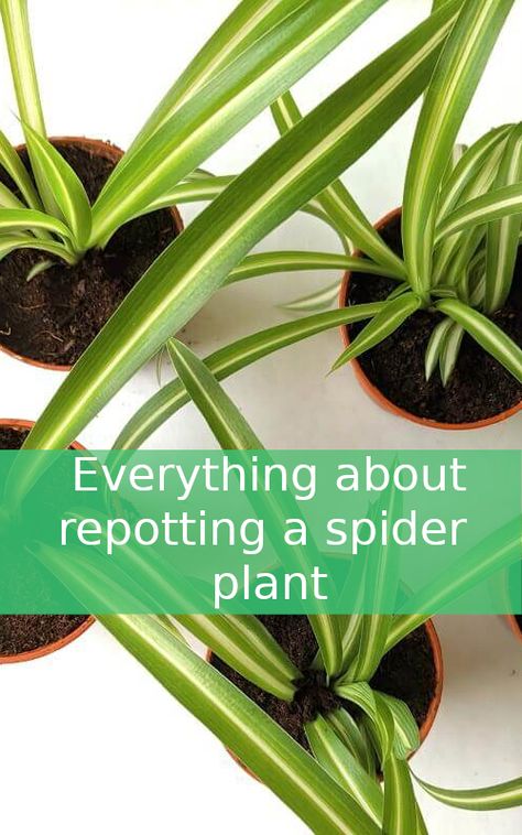 Repotting Plants Houseplant, Spider Plant Potting Ideas, How To Repot A Spider Plant, Repotting Spider Plant, Spider Plant Care Indoor, Repotting House Plants, Jade Plant Propagation, Indoor Plants Ideas Decor, Hanging Plant Indoor