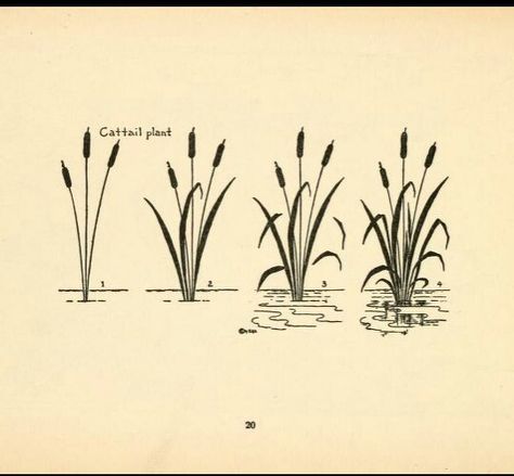 How to draw a easy simple Cattail plant How To Draw Cattails, Cat Tails Plant Drawing, Cat Tail Plant Tattoo, Cat Tail Tattoo Plant, Cattail Drawing, Cattails Tattoo, How To Draw A Pond, Cattails Drawing, Cat Tails Plant