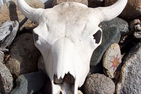 Steer Skull, Cow Skull, Bleached Bones Western Nature, Steer Skull, Southwest Design, Animal Bones, All About Animals, Cow Skull, Animal Skulls, Download Free Images, Nature Photos