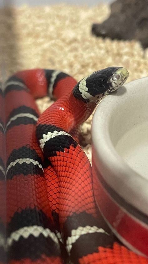 Snake Spirit Animal, Snakes For Sale, Milk Snake, King Snake, Colorful Snakes, Pretty Snakes, I'm So Lucky, Snake Wallpaper, Largest Snake