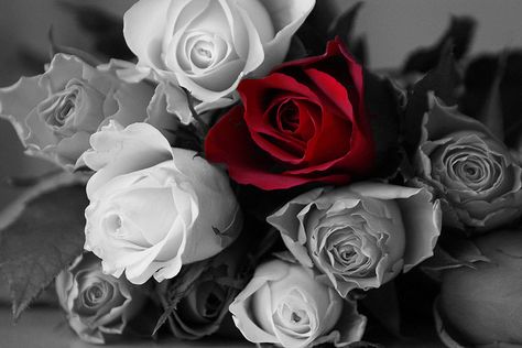 Black & White with a hint of red | Flickr - Photo Sharing! Ricky Van Shelton, White Flower Wallpaper, Rose Quotes, Red And White Roses, Rose Pictures, Rose Rouge, Black And White Aesthetic, Rose Wallpaper, Love Rose