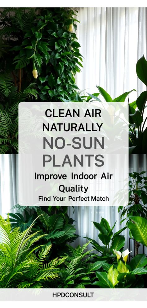 Air-Purifying Plants Air Cleaning Plants Indoor, Best Air Cleaning House Plants, Plants That Improve Air Quality, Natural Ways To Purify The Air, Indoor Plants That Purify The Air, Indoor Plants That Need No Sunlight, Indoor Plants Air Purifying, Plants That Purify Indoor Air, Best House Plants For Air Quality