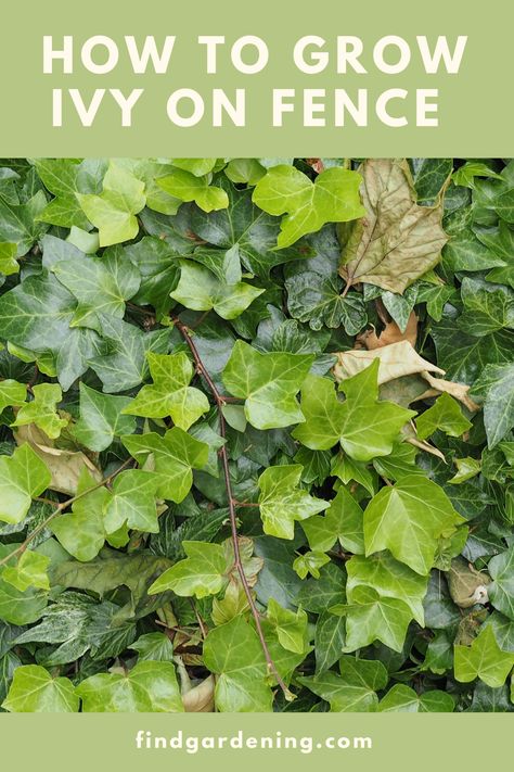 How to grow ivy on fence, how to grow ivy on chain link fence vertically Ivy Wall Garden Fence, Patio Ivy Wall, Ivy Growing On Fence, Vines That Grow On Fences, Ivy Fence Backyard, Privacy Ivy Fence, Growing Vines On Fence, Plants To Hide Chain Link Fence, Ivy Plant Outdoor Wall