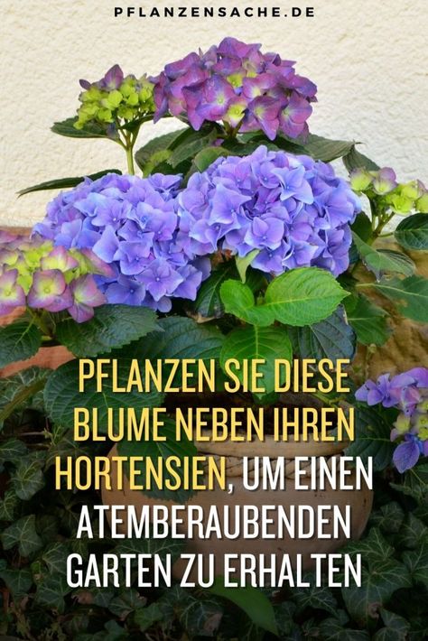 Erfahren Sie, welche Blume neben Ihren Hortensien wachsen sollte, um Ihren Garten in ein echtes Schmuckstück zu verwandeln. Quick Saves