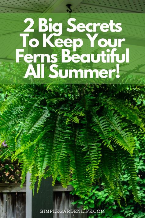 2 big secrets to keep your ferns beautiful all summer by simplegardenlife.com How To Care For A Boston Fern, Large Ferns In Pots, Ferns In Planters Front Porches, Ferns On Patio, Garden Ferns Ideas, Fern Planters Ideas Front Porch, How To Keep Ferns Healthy, Fern In Garden, Fern On Front Porch