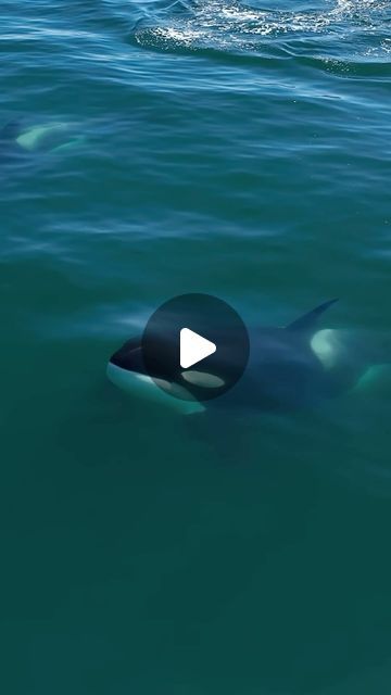 CKWP on Instagram: "This morning 3/17/24 we received a report from @blueoceanwhalewatch that they were with the CA140Bs “Louise’s” family, we wanted to show you this interesting documentation our drone pilot Evan Brodsky filmed who was aboard the Monterey Bay whale watch vessel Blackfin of them getting curious about a blue shark (they did not touch it or eat it). The prey for Bigg’s killer whales are marine mammals. However, we have documented them getting curious about and harass salmon and Mola mola before (not ingest them), so this may have been similar to that. As the killer whales were swimming, the blue shark was in their path. When they got near, the shark got startled and swam quickly away and the killer whales turned curiously to look at it. What a rare and lucky documentation and False Killer Whale, Odd Creatures, Whale Video, Ocean Life Photography, Mola Mola, Shark Photos, Marine Wildlife, Shark Pictures, Amazing Animal Pictures