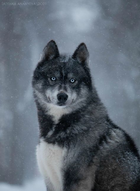 Siberian husky agouti - Dominant Black line (KB + eA) Siberian Husky Agouti, Agouti Siberian Husky, Black Siberian Husky, Agouti Husky, Beast Art, Sled Dogs, Alaskan Husky, Sled Dog, Dog School