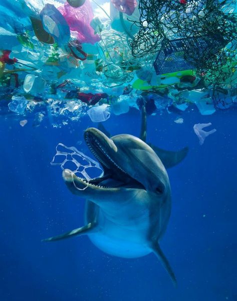 This needs to stop.  Scientists estimate that there are 5.25 trillion bits of plastic debris in the oceans worldwide — that's more plastic pieces than stars in our galaxy! Awareness is the first step of change. تلوث المياه, Pencemaran Air, Common Bottlenose Dolphin, Ochrana Prírody, Pacific Garbage Patch, Great Pacific Garbage Patch, Marine Turtle, Marine Wildlife, Marine Pollution